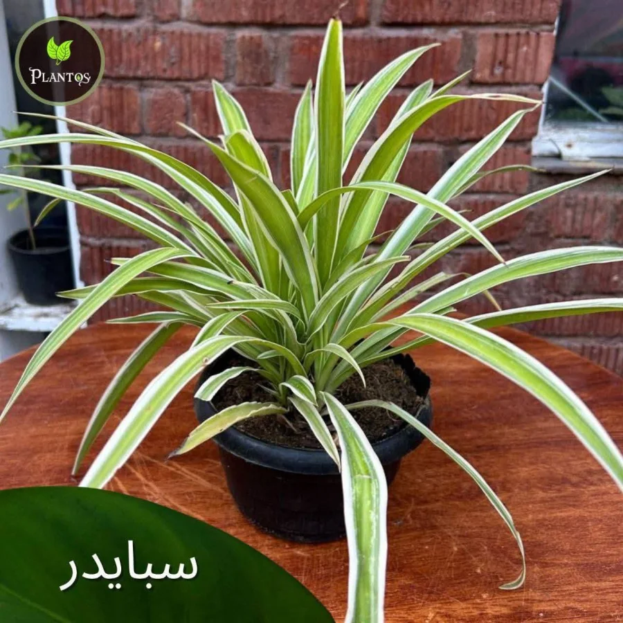 سبايدر