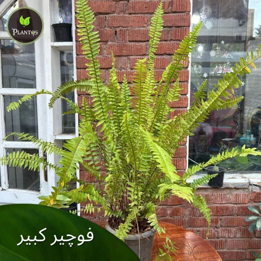 الفوجير حجم كبير