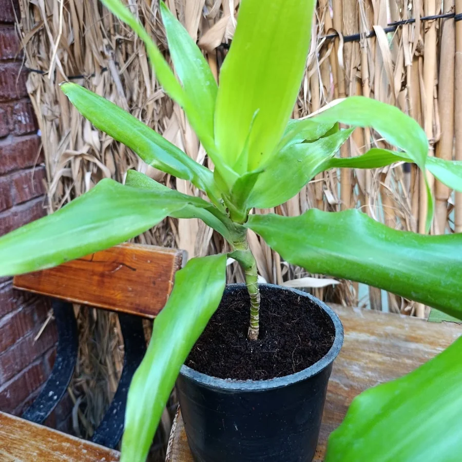 دراسينا لايم لايت Dracaena Limelight