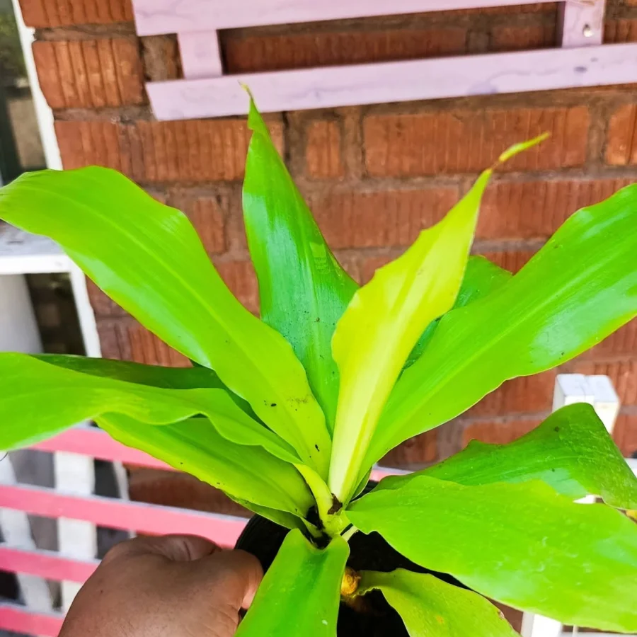 دراسينا لايم لايت Dracaena Limelight