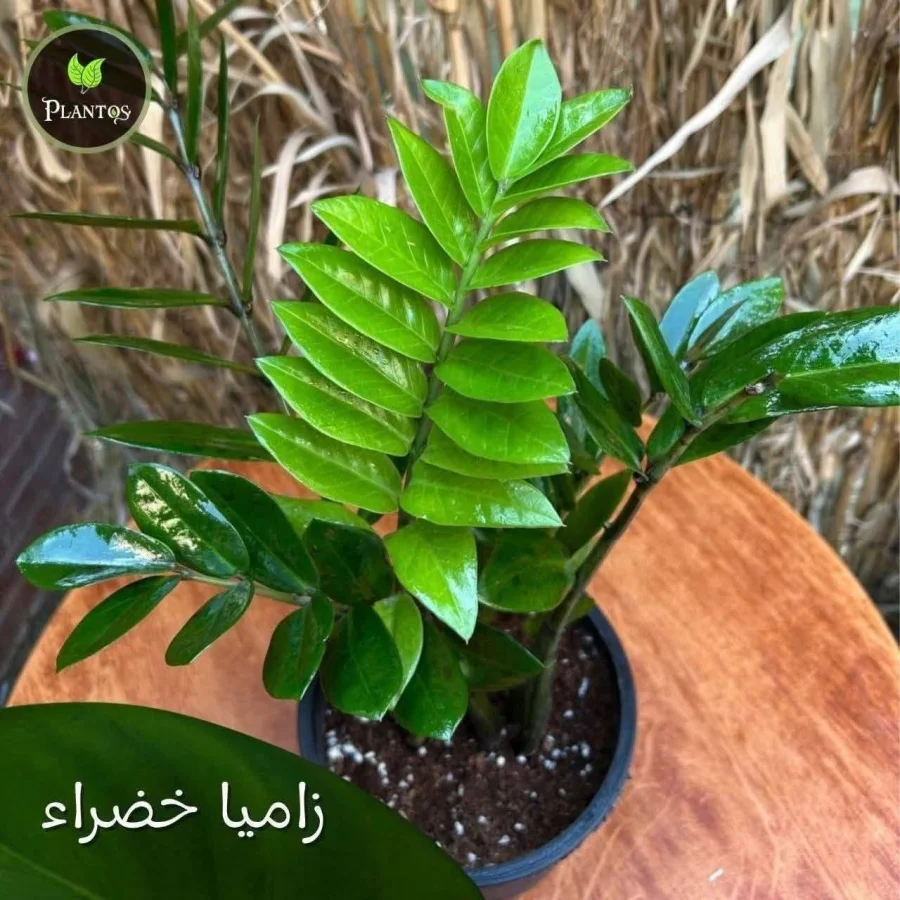 زاميا خضراء