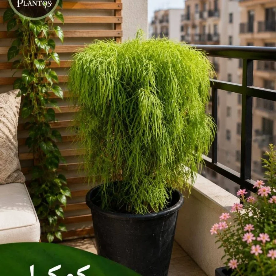 كوكيا