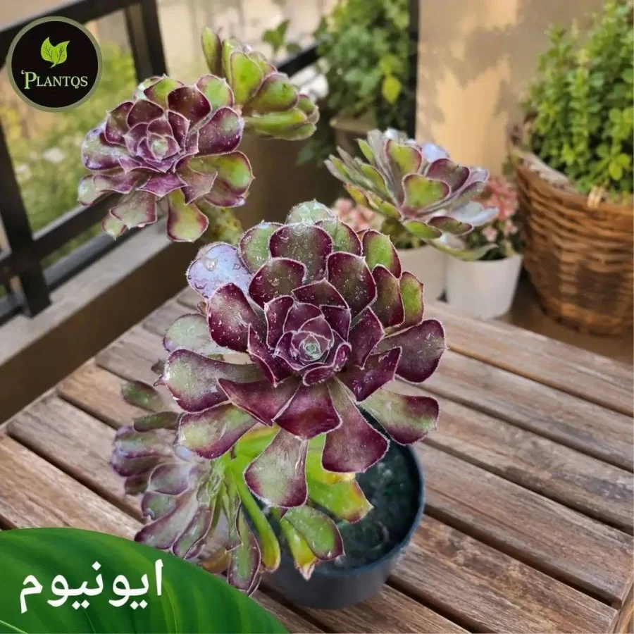 ايونيوم