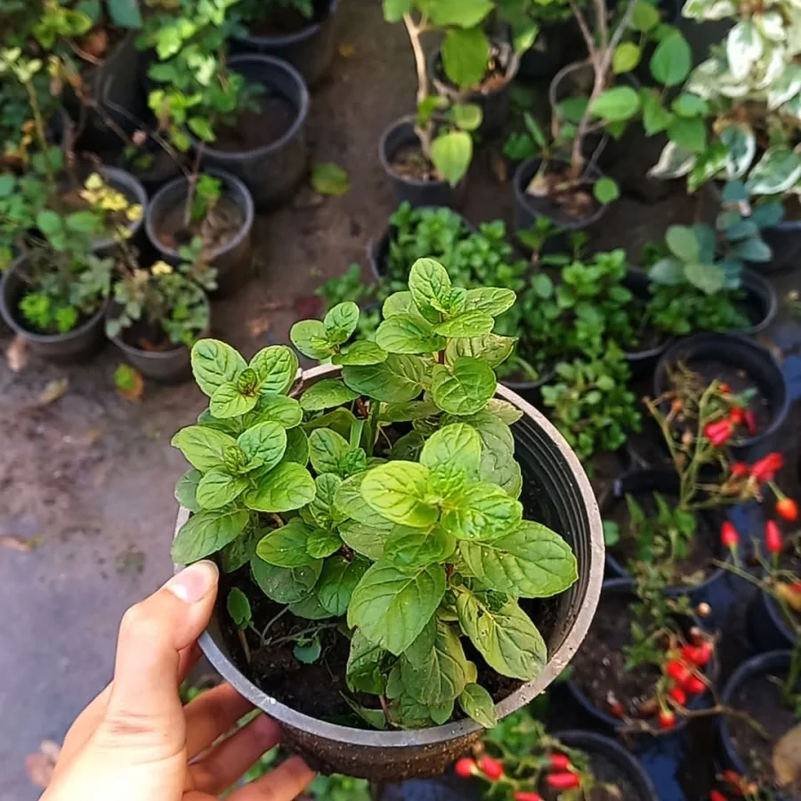 نعناع بلدي