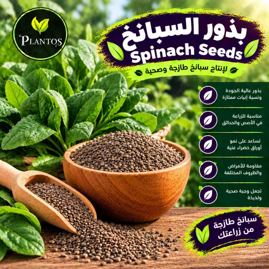 بذور سبانخ
