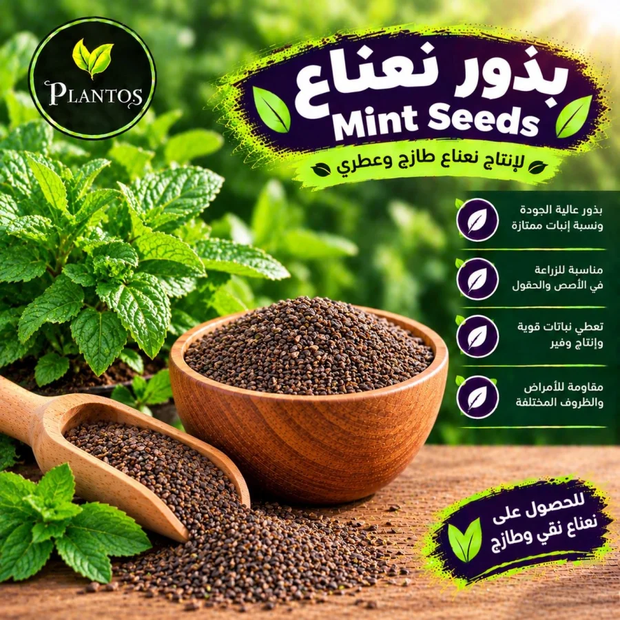 بذور نعناع