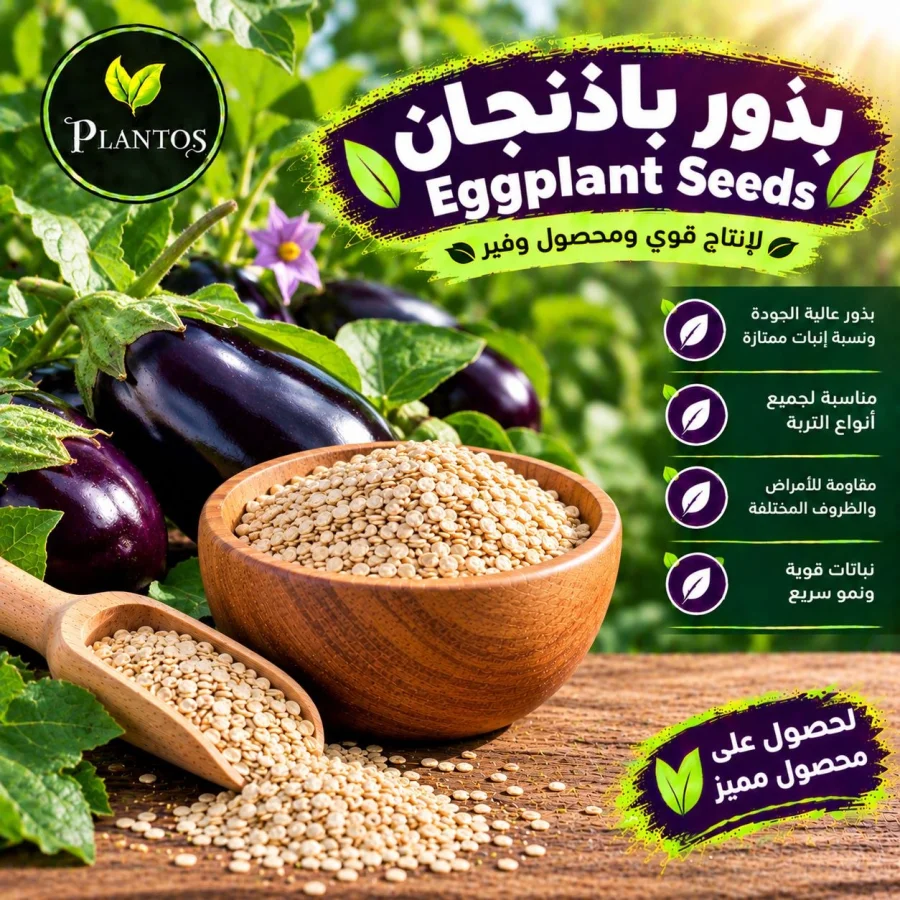 بذور باذنجان