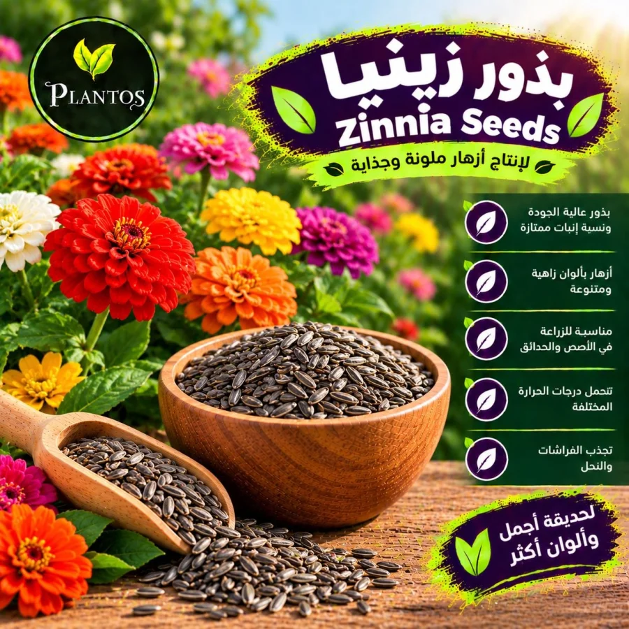 بذور زينيا