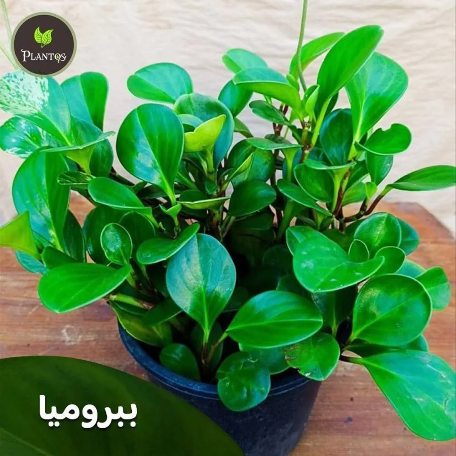 ببروميا خضره صغيره
