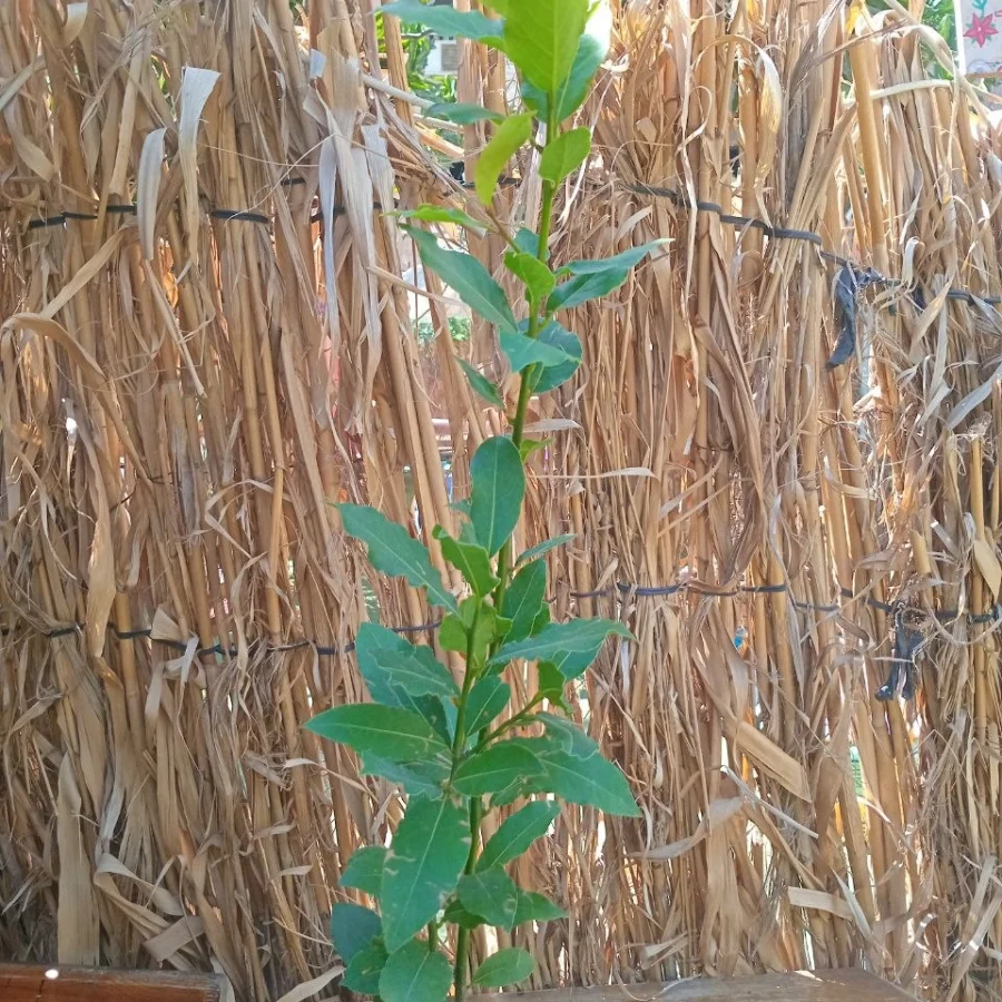 ورق لوري