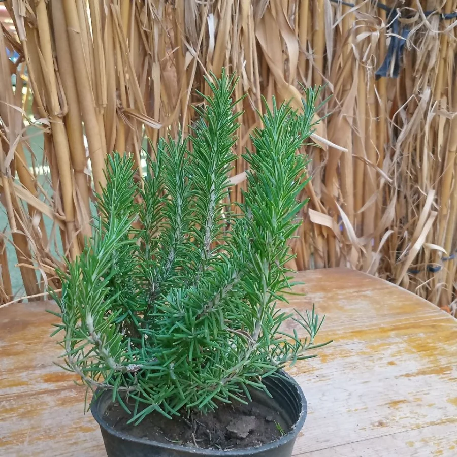 الروزماري ( Rosmarinus officinalis)