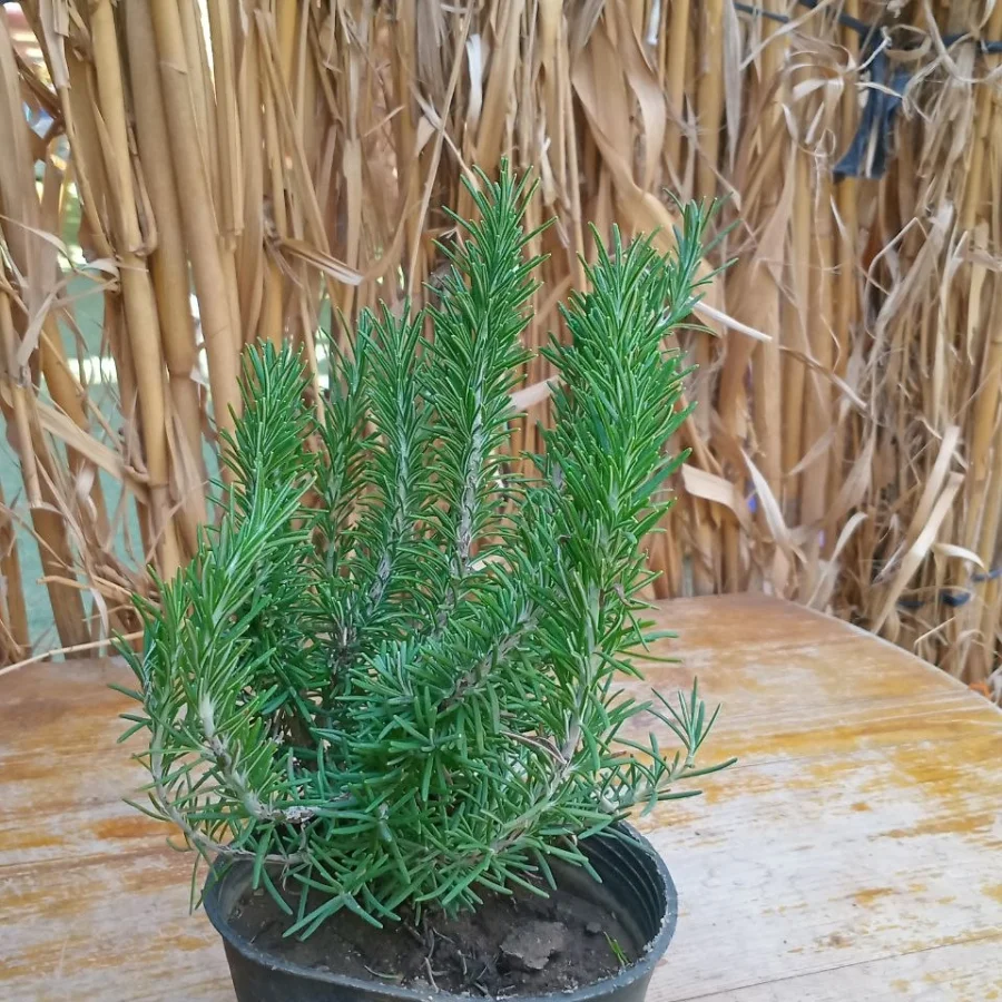 الروزماري ( Rosmarinus officinalis)