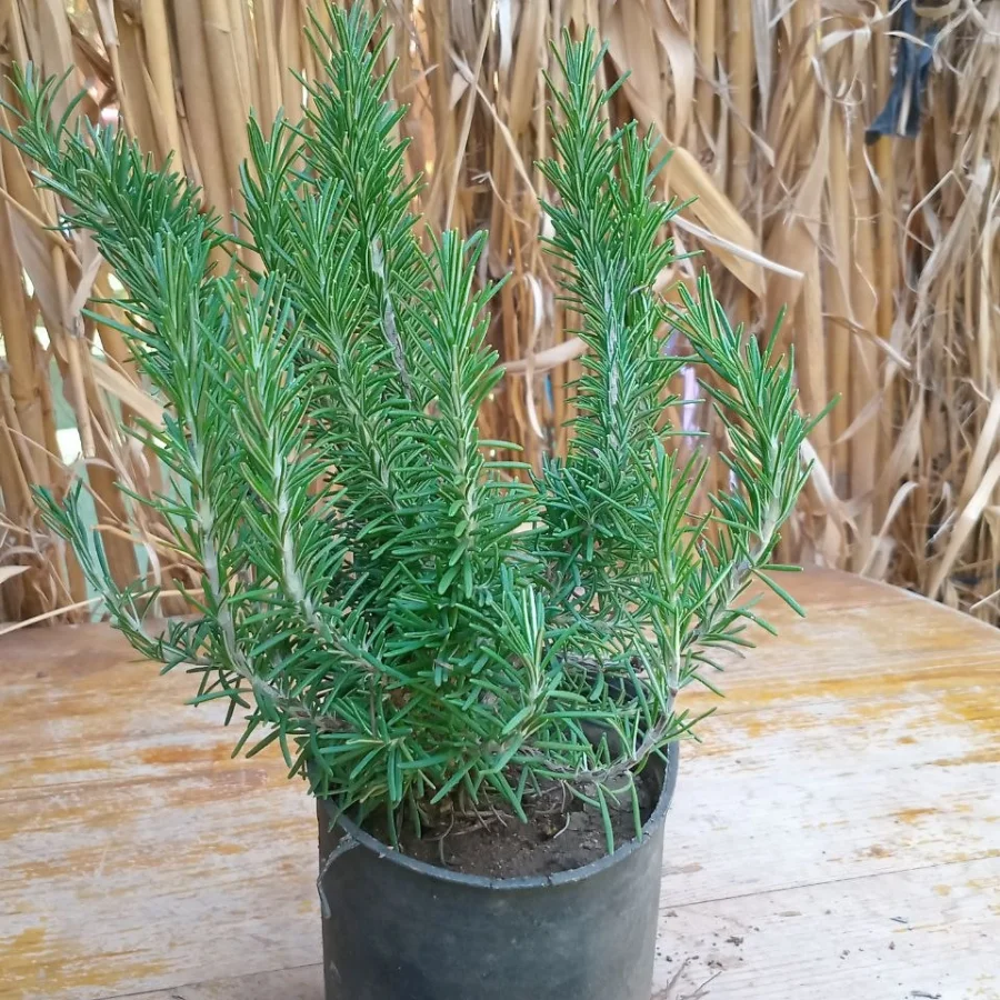 الروزماري ( Rosmarinus officinalis)
