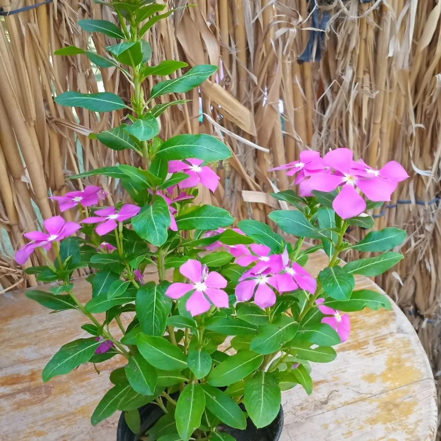 ونكا