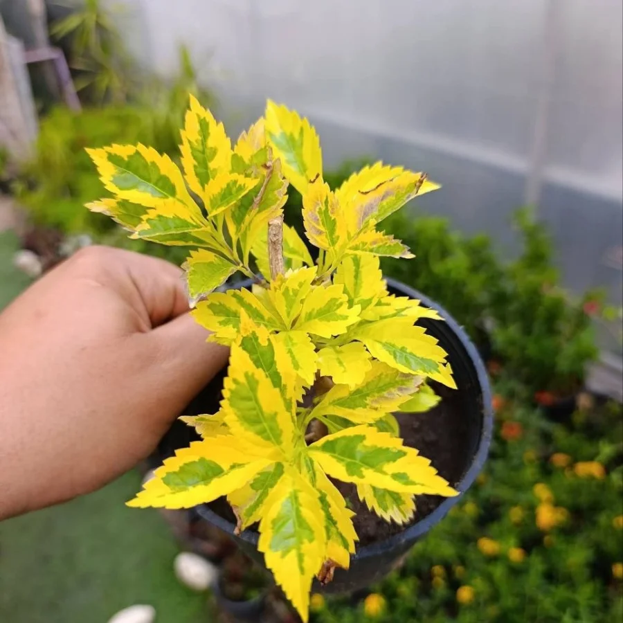 دورنتا مبرقشه