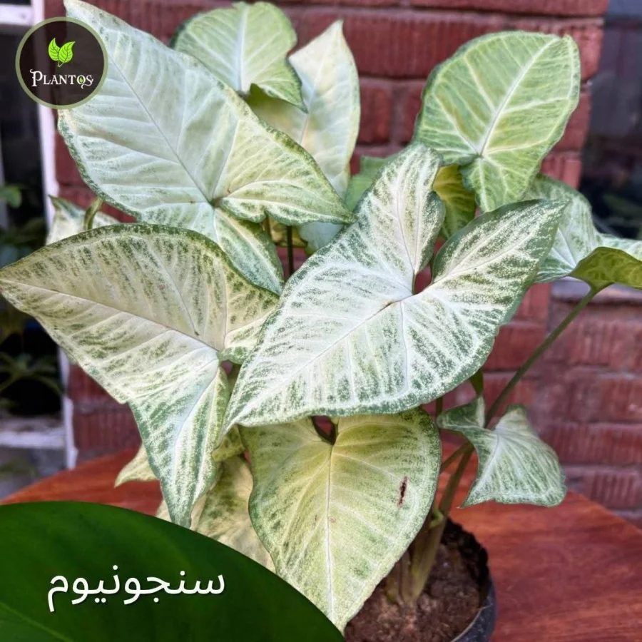 سنجنيوم أخضر صغير