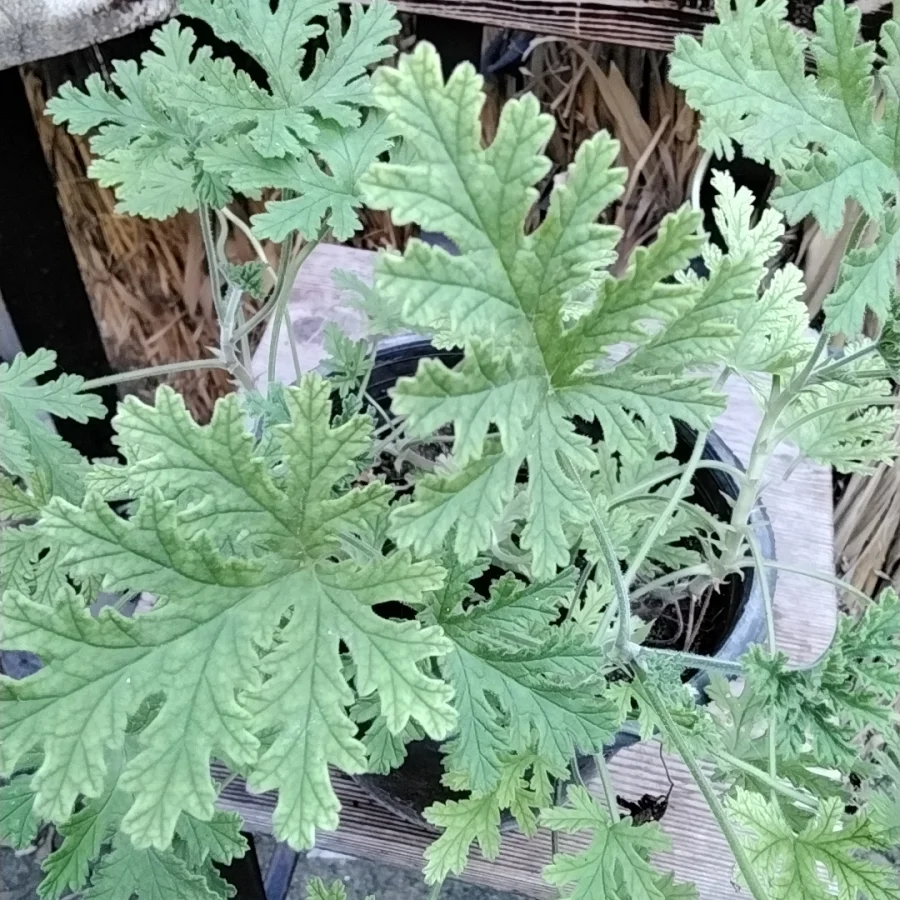 عتر