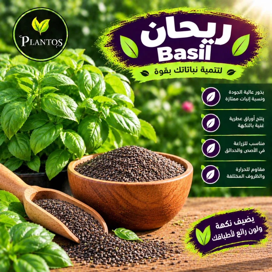 بذور ريحان