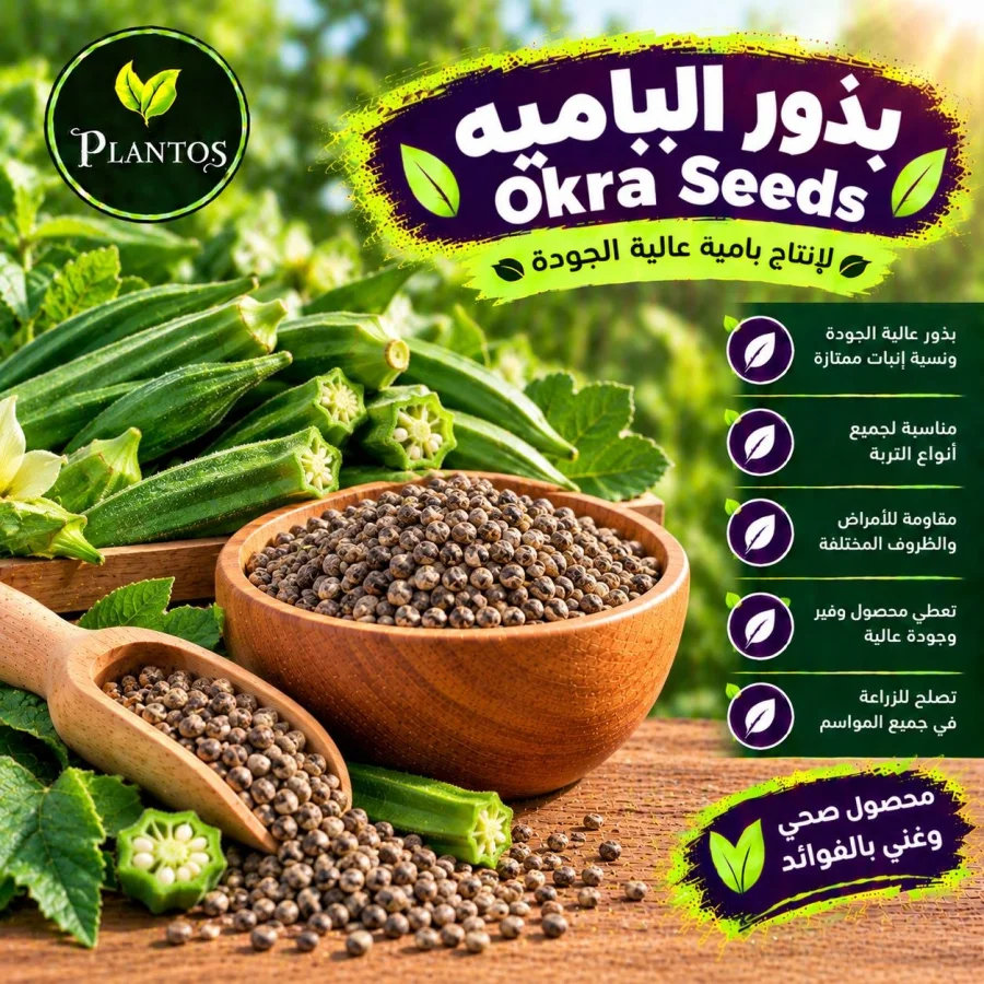 بذور بامية