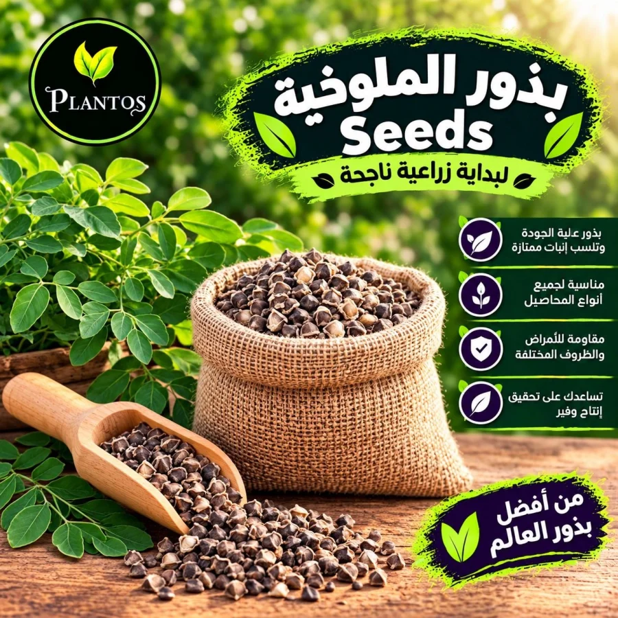 بذور ملوخية