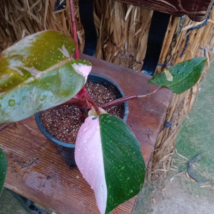 فيلودندرون برينس أوف بينك