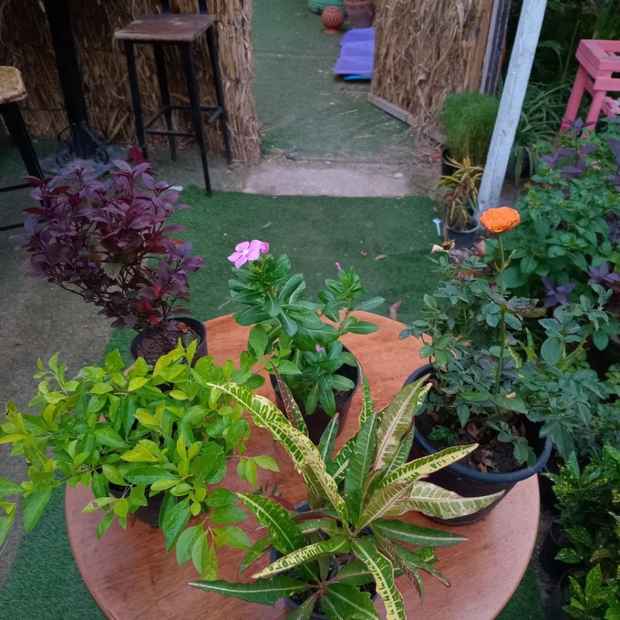 عرض نباتات الشمس