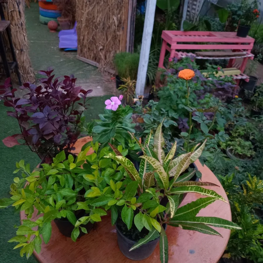 عرض نباتات الشمس
