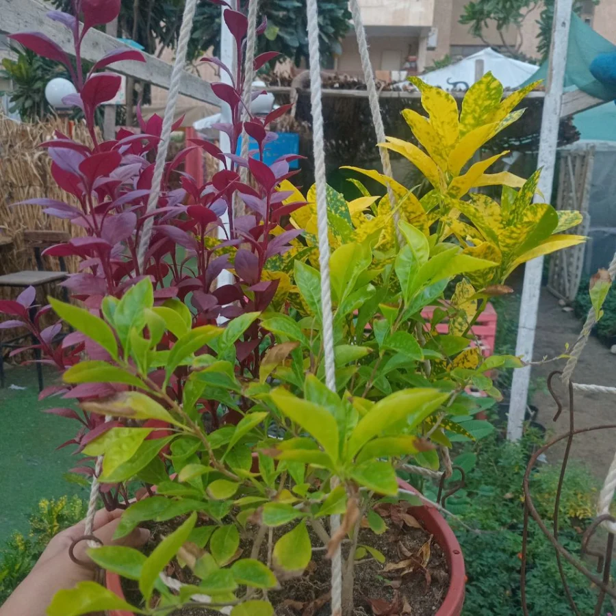 بوت النتيرا وكرتون