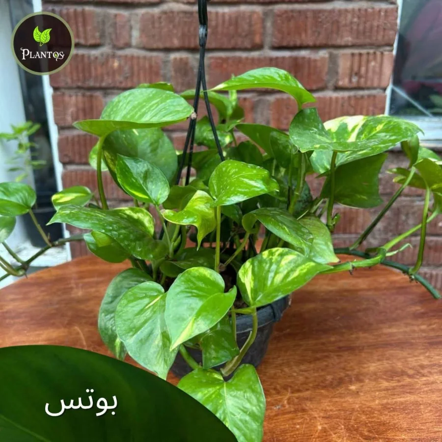 بوتس هولاندي هانج