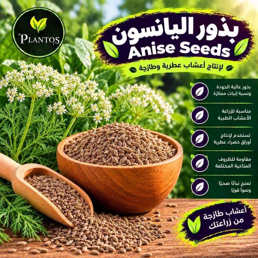 بذور ينسون