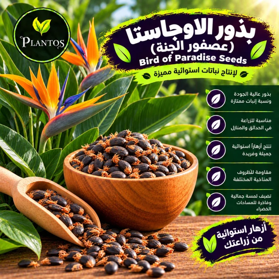 بذور اوجاستا (عصفور الجنه)