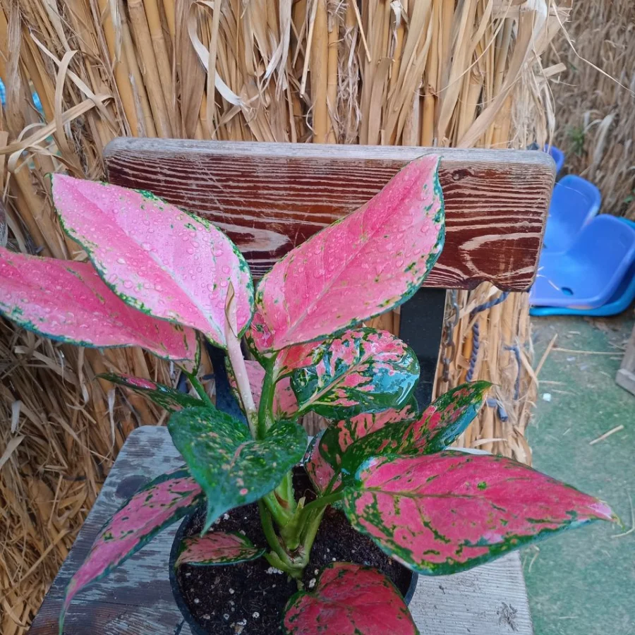 أجلونيما سوبر ريد (Aglaonema Super Red)