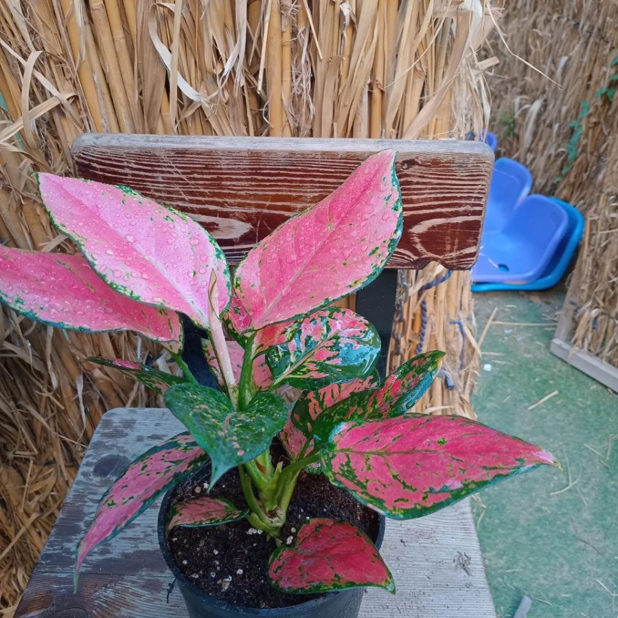 أجلونيما سوبر ريد (Aglaonema Super Red)