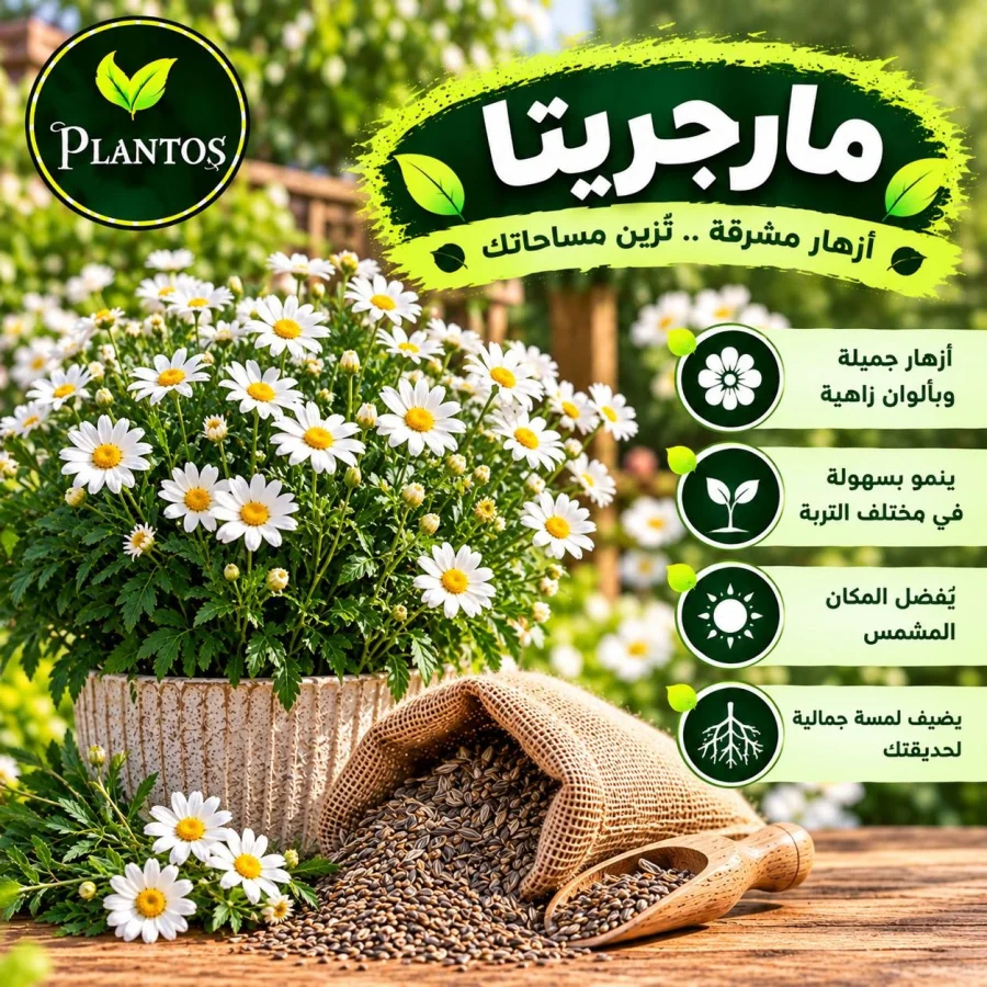 بذور مارجريتا