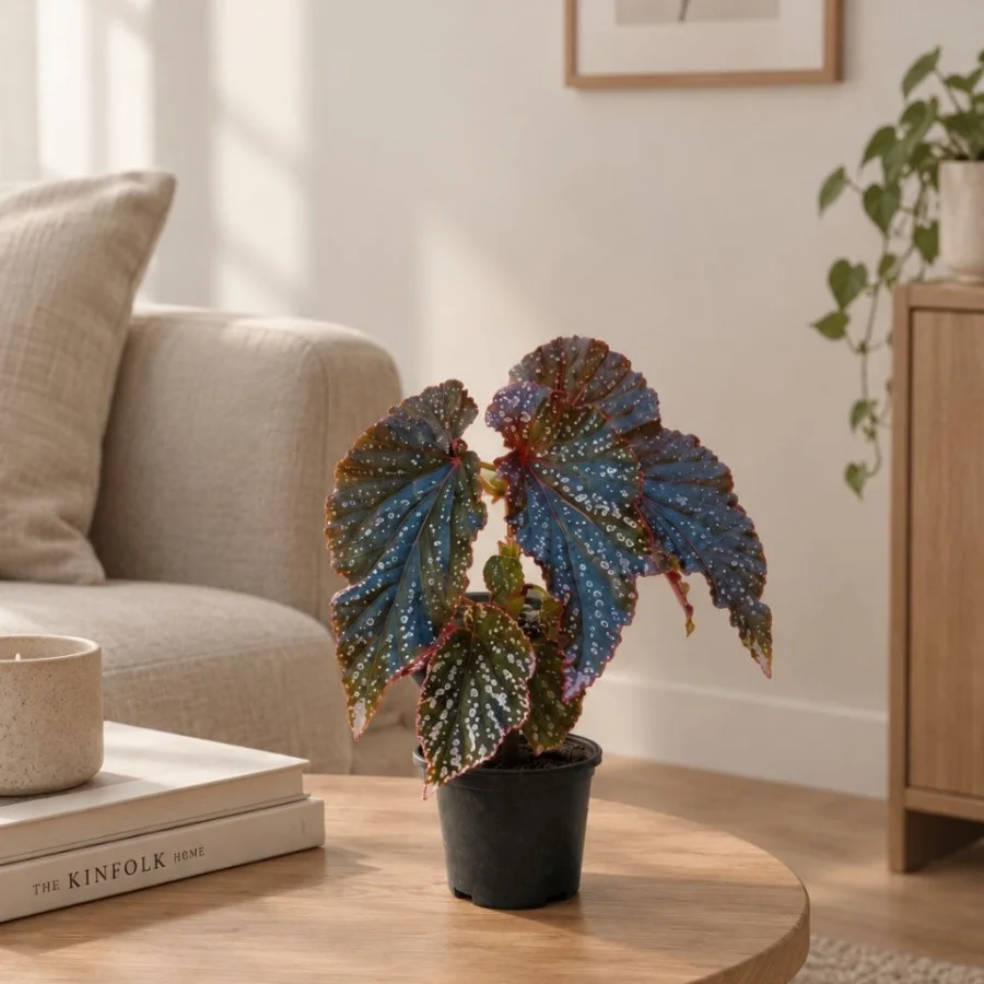 بيجونيا ماكيولاتا – Begonia Maculata