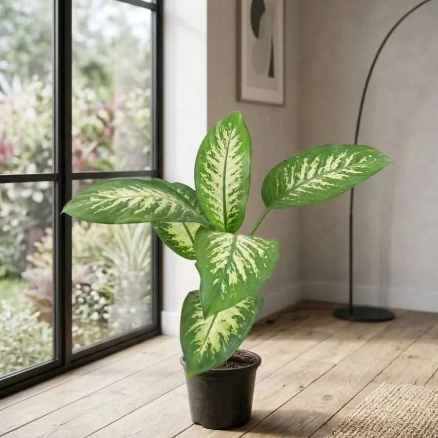 دفنباخيا – Dieffenbachia