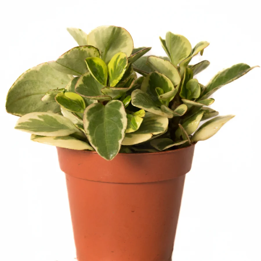 ببروميا مبرقشه(Variegated Peperomia)