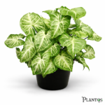 نبات السنجونيوم (Syngonium)