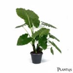 نبات أذن الفيل (Alocasia / Elephant Ear)