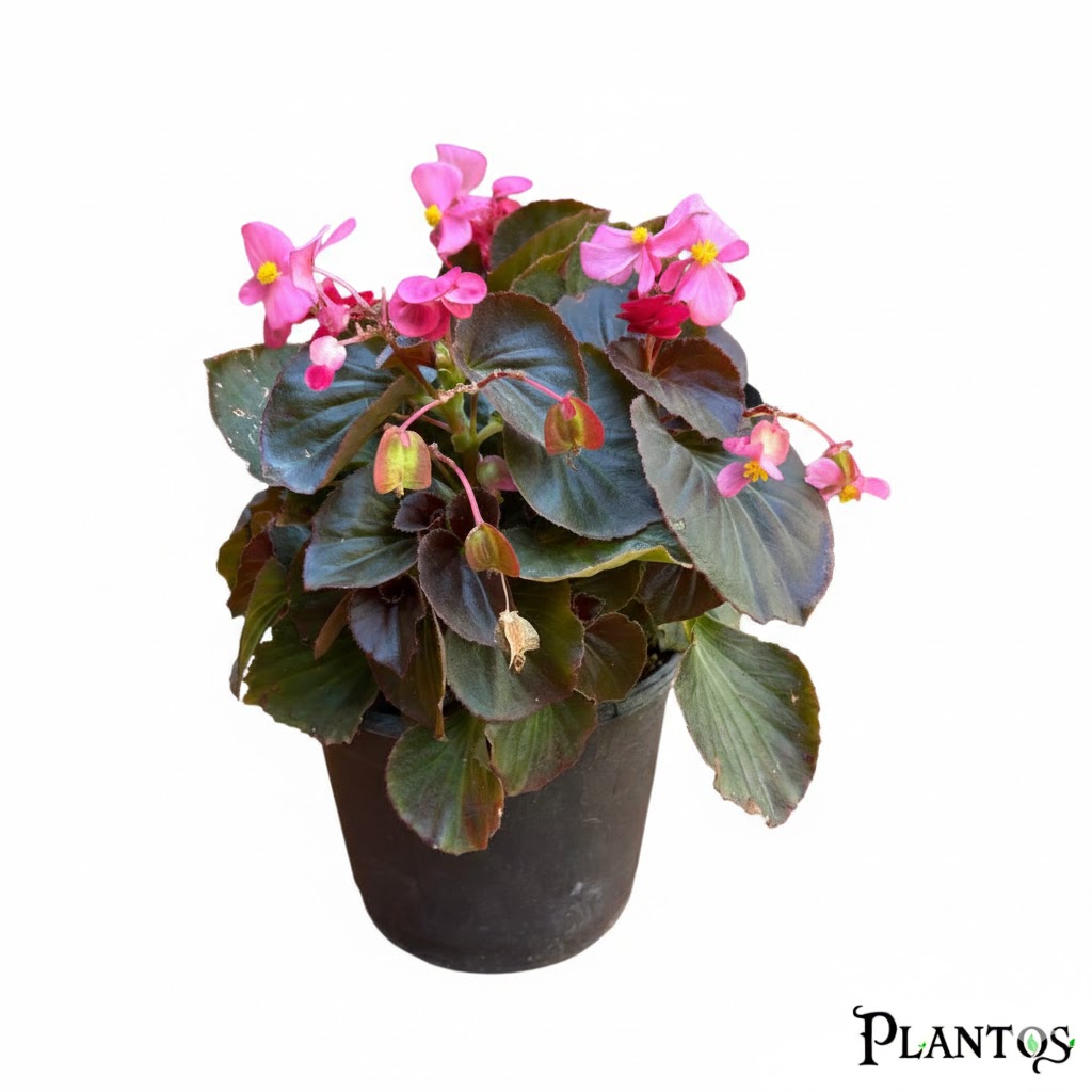 unnamed (23) نبات البيجونيا الشمعية ( البيغونيا ) wax begonia - الصورة 1
