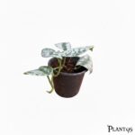 نبات اسكاندبكتوس  Scindapsus