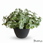 نبات التراديسكانتيا الوبرية ( Tradescantia ( White Velvet