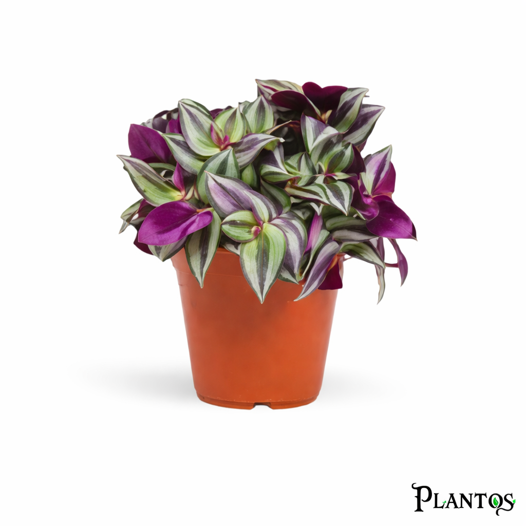 تراسكانتيا باللوجو نبات ترادسكانتيا موف (Tradescantia Pallida) - الصورة 1
