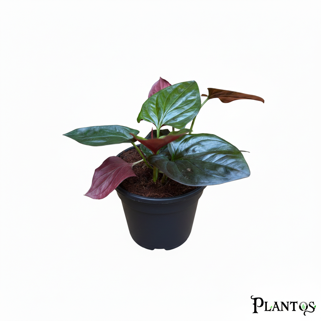 سونجونيوم final نبات السنجونيم ريد ارو( Syngonium Red Arrow) - الصورة 1