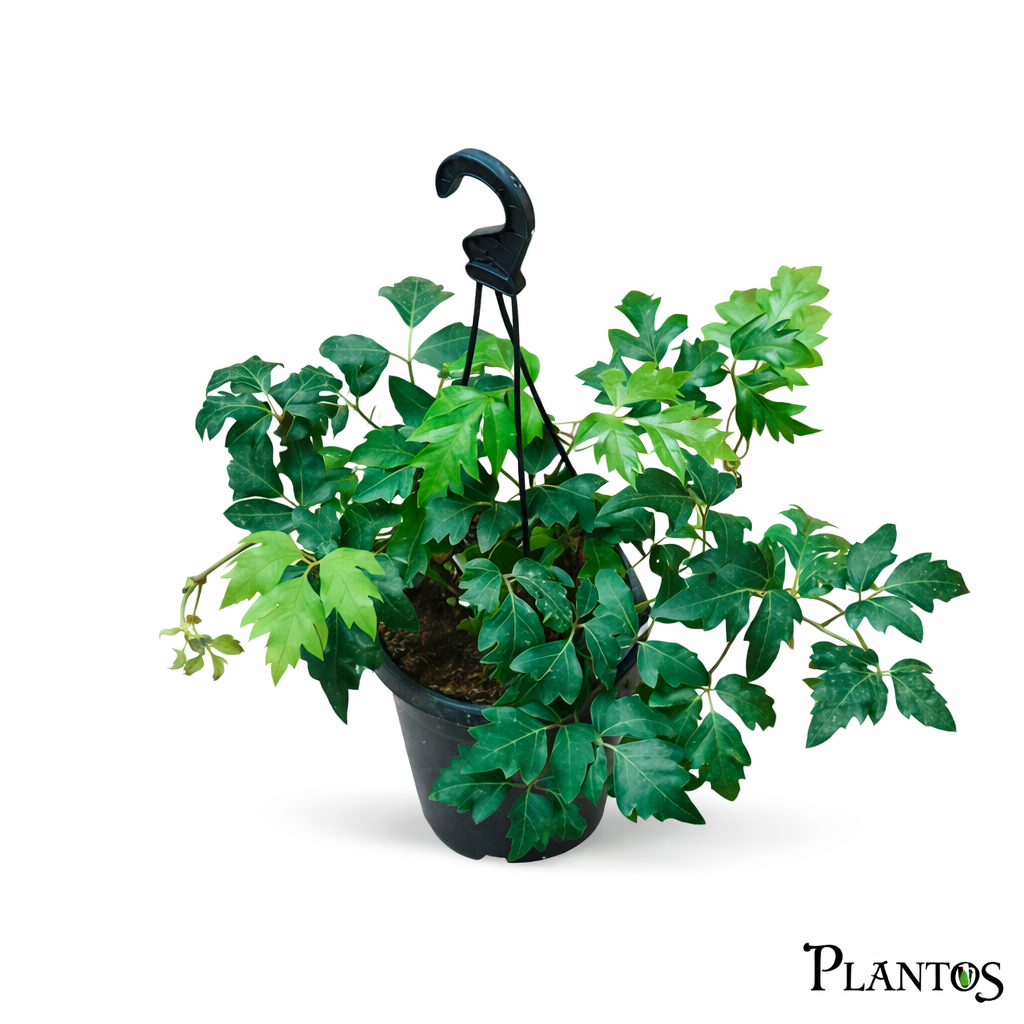 سيصص نبات السيسوس (Cissus) - الصورة 1