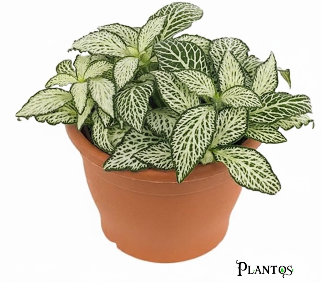 فيتونيا اخضر نبات فيتونياء خضراء Fittonia (Green Nerve Plant) - الصورة 1