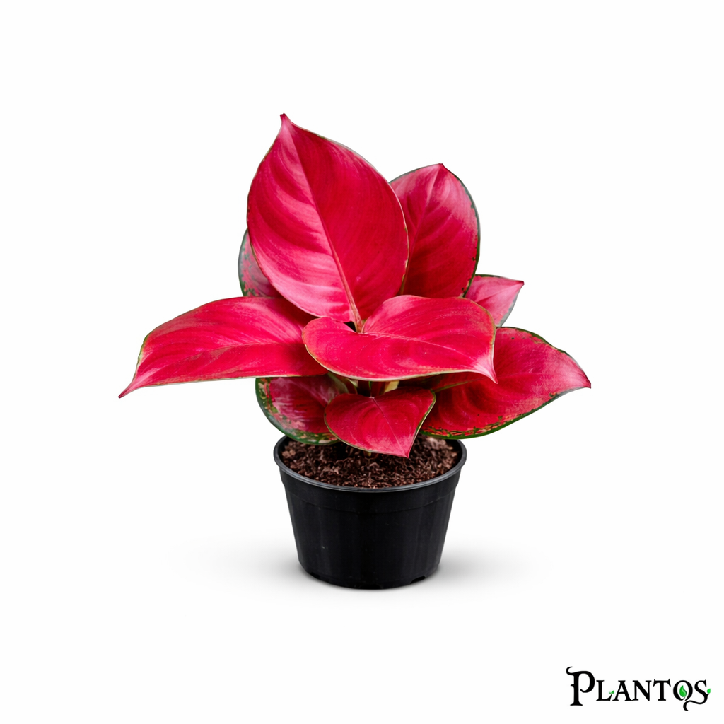 نبات أجلونيما سوبر ريد (Aglaonema Super Red) نبات أجلونيما سوبر ريد (Aglaonema Super Red) - الصورة 1