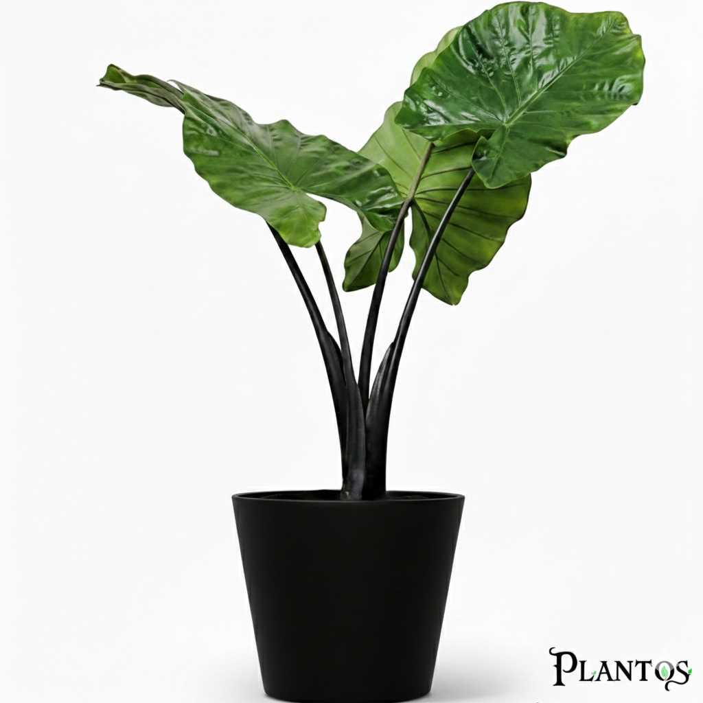 نبات ألوكاسيا بلاك ستيم طارق نبات الوكاسيا بلاك دراجون (Alocasia Baginda 'Black Dragon') - الصورة 1