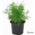 نبات الأسبرجس الناعم (Asparagus Setaceus)