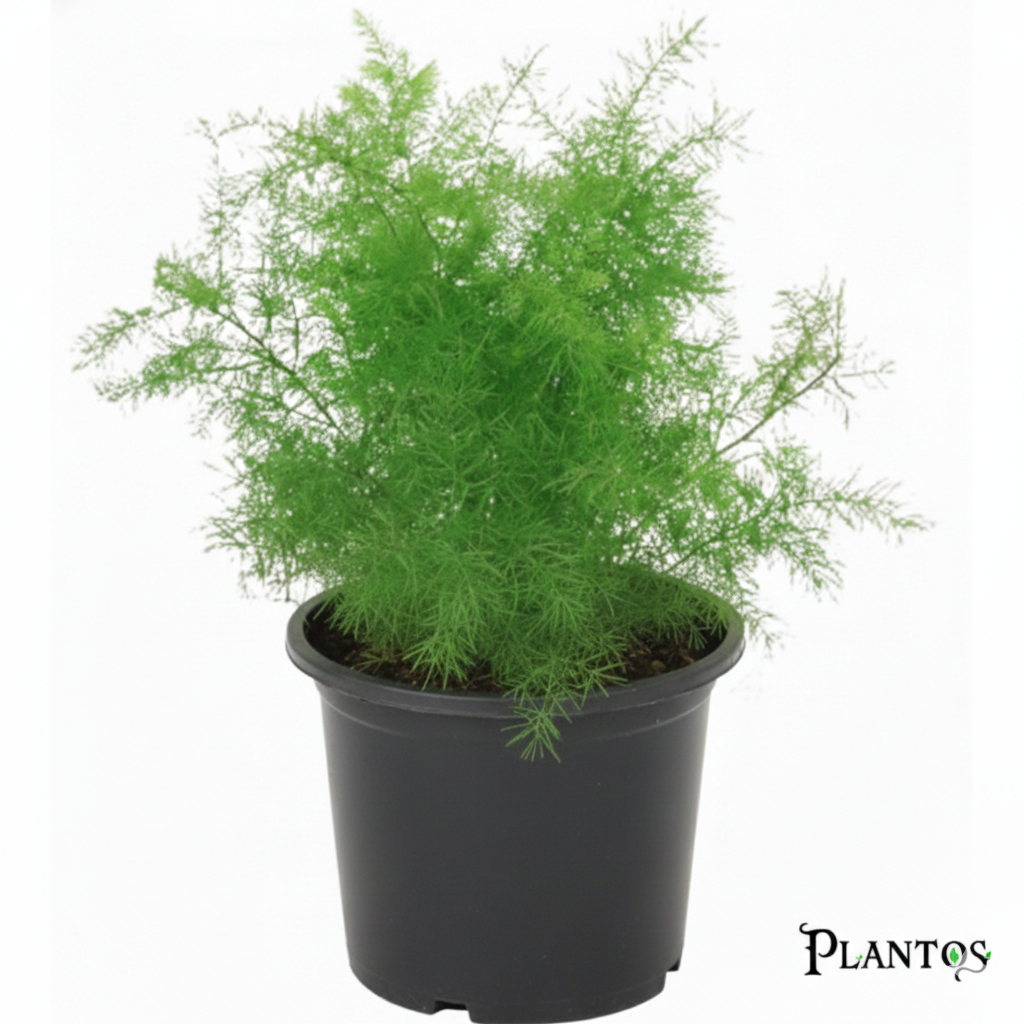 نبات الأسبرجس الناعم (Asparagus Setaceus) نبات الأسبرجس الناعم (Asparagus Setaceus) - الصورة 1